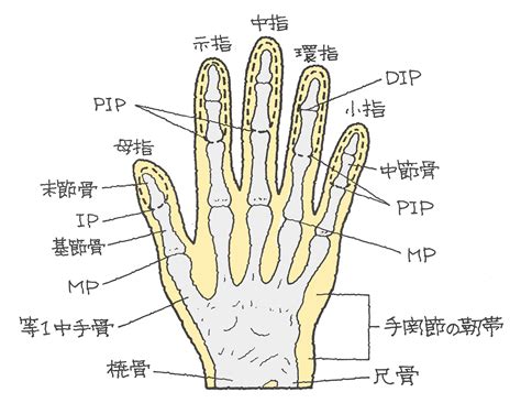 手指第一指節|指骨